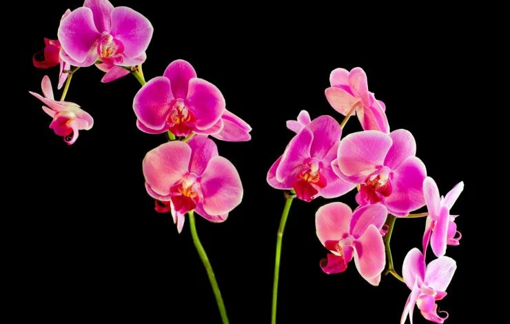 розовые орхидеи