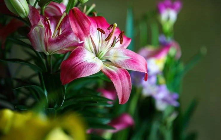 Гибрид Лоллипоп