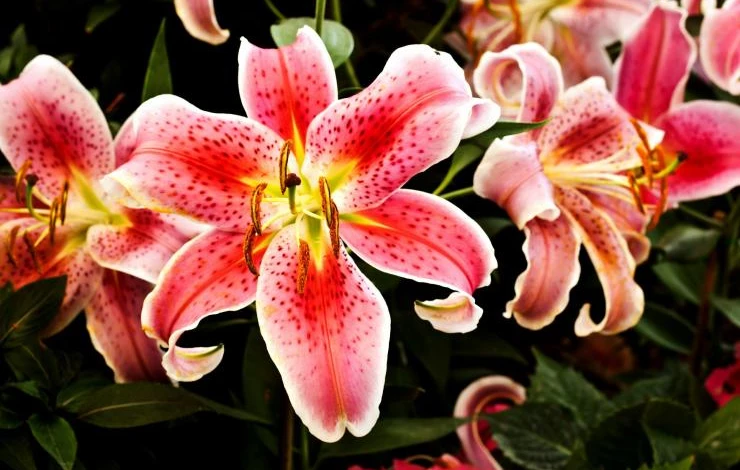 Восточный гибрид Старгайзер