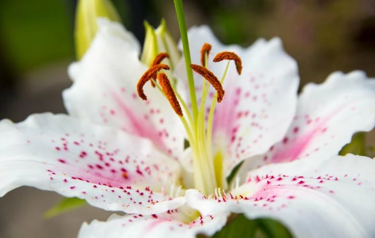 Восточные лилии