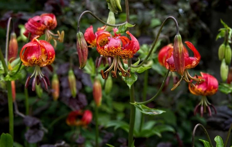 Сорт Арабиан Найт