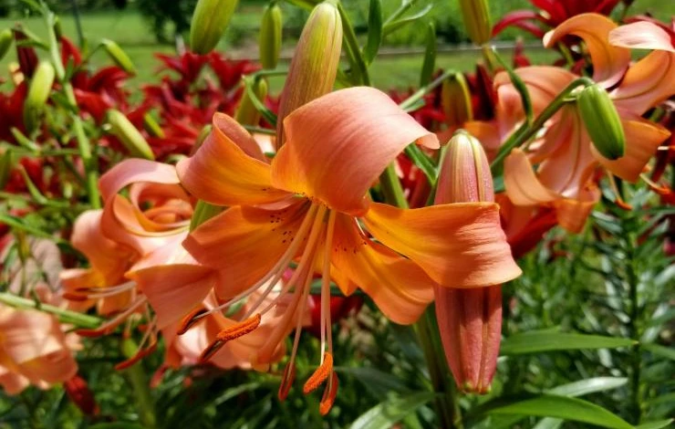 Сорта Трубчатых лилий