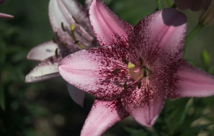 ЛА-гибриды лилий