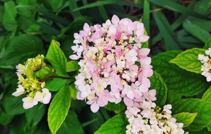 Желтые листья у гортензии