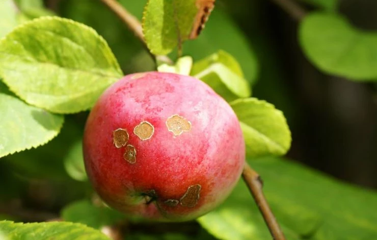 Парша на яблоне