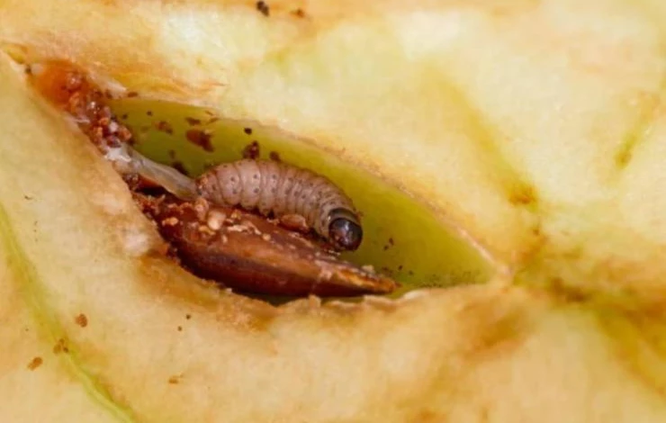 Яблонная плодожорка