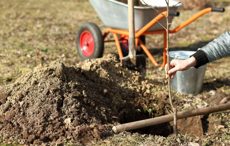 Посадка яблони