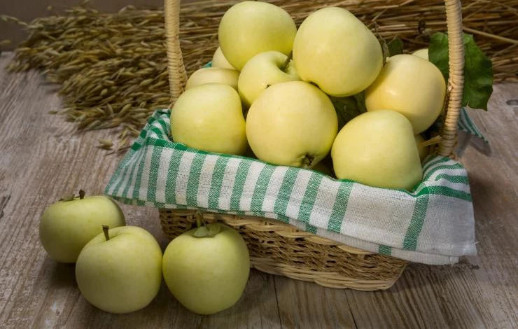 Белый налив характеристика сорта