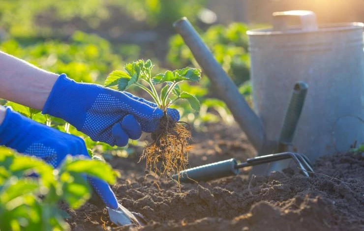 посадка клубники