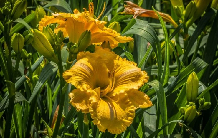 Описание сортов махровых лилейников