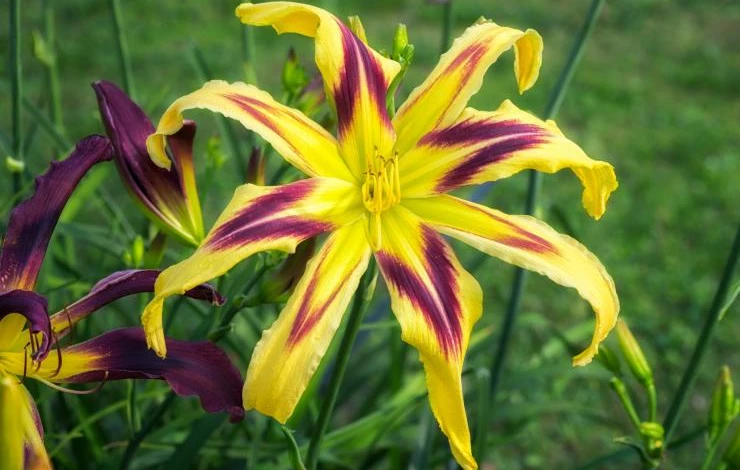 Фри Вилин описание гибрида