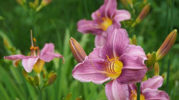 Лилейник Прейри Блу Айс