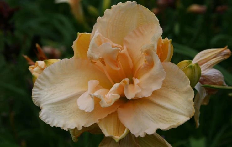 Сорт Дабл дрим