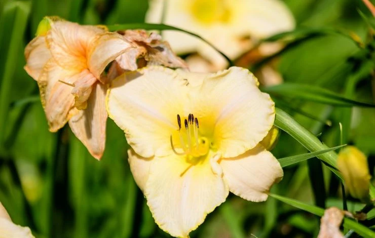 Лилейник сорт Винни Пух