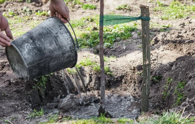 Посадка груши Памяти Яковлева и уход за ней
