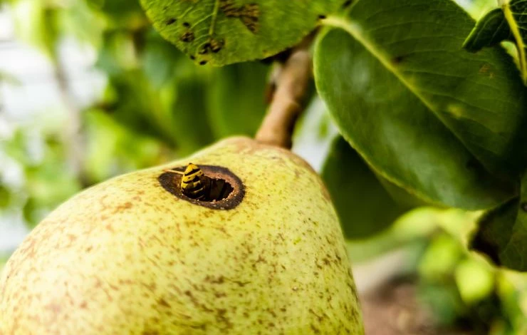 Вредители груши