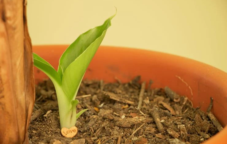 Выращивание банана