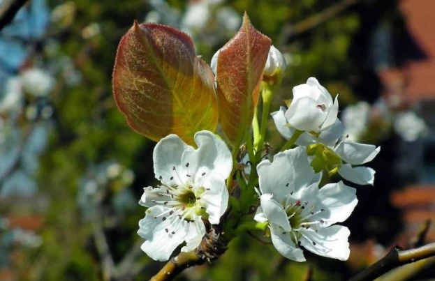 Болезни груши