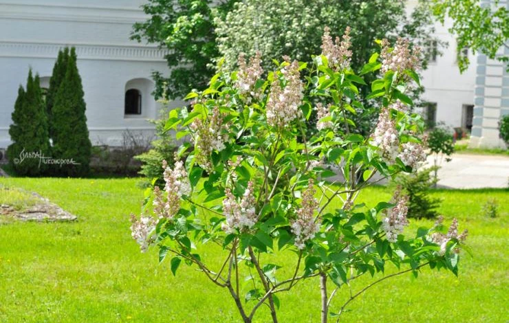 Молодая сирень