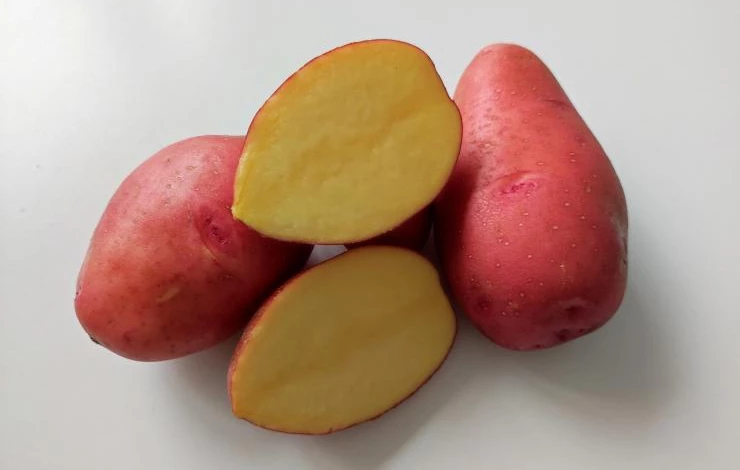 описание сорта Ред Скарлет