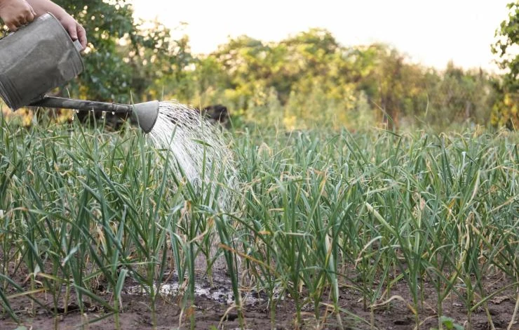 Уход за чесноком