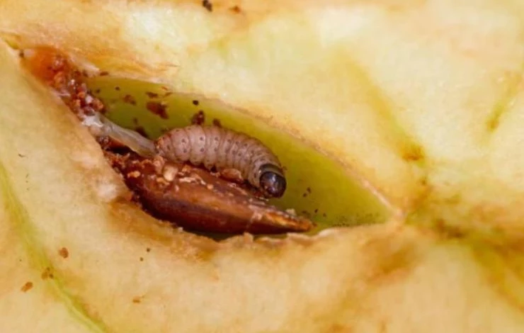 Болезни и вредители груши