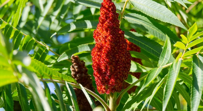 Цветение сумаха