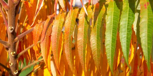 Листья сумаха