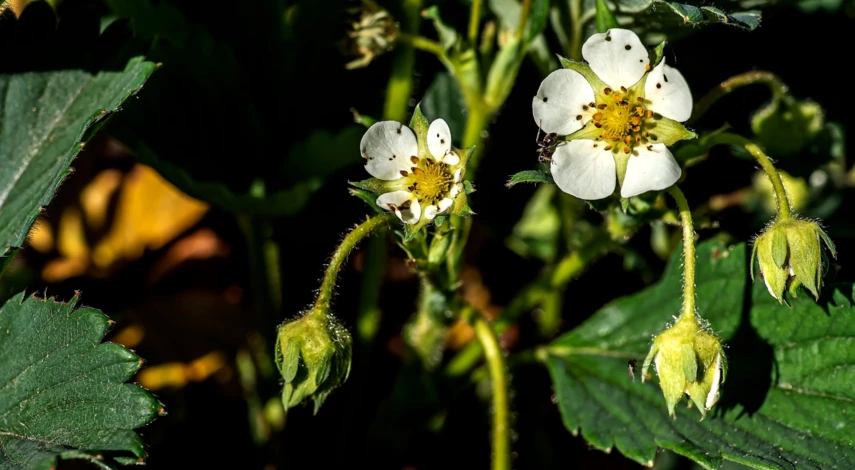 Вредители клубники осенью