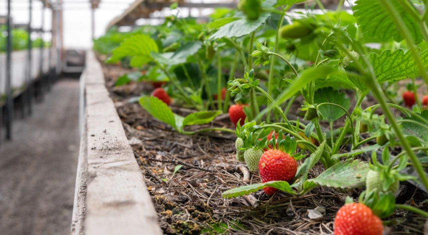 Обработка клубники от вредителей