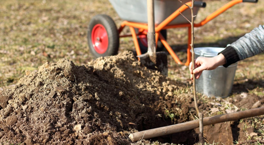 Посадка яблони