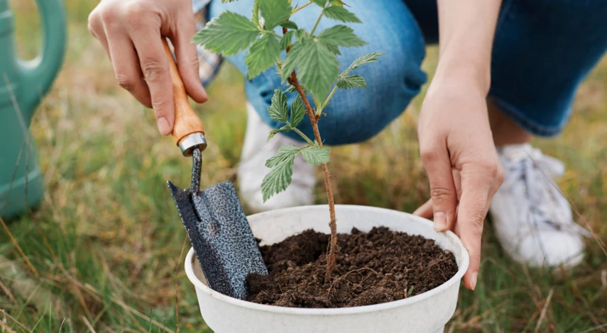 Характеристики малины Таруса