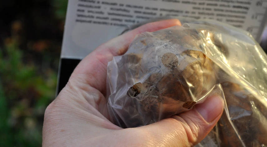 Луковица нарцисса