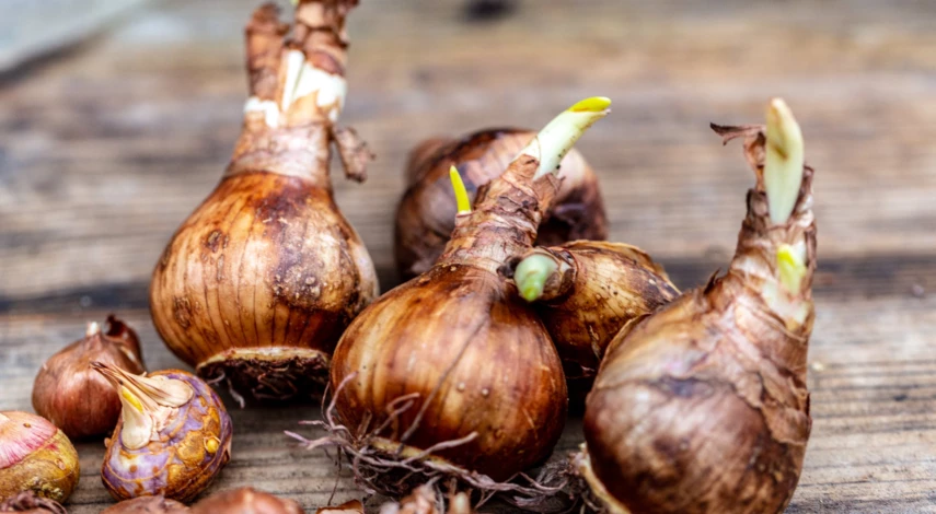 Луковицы нарциссов