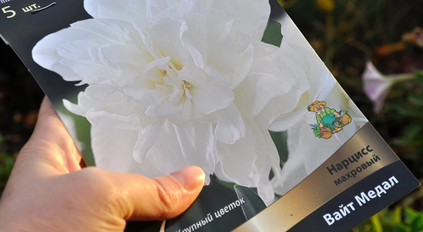 Посадочный материал нарциссов