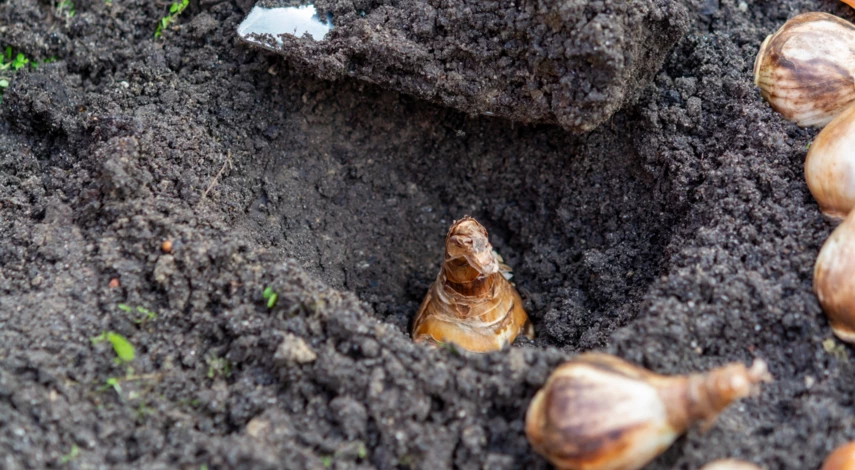 сроки посадки нарциссов