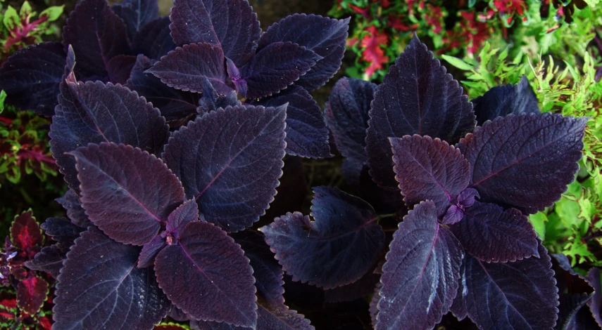 Визард роуз