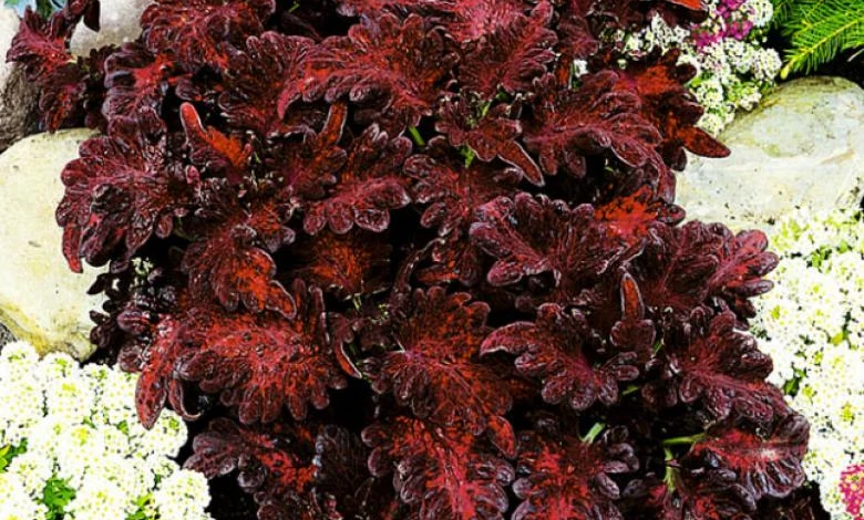 Бархат ночи