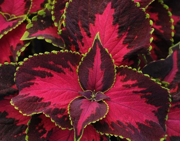 Гибридный колеус Шоколад