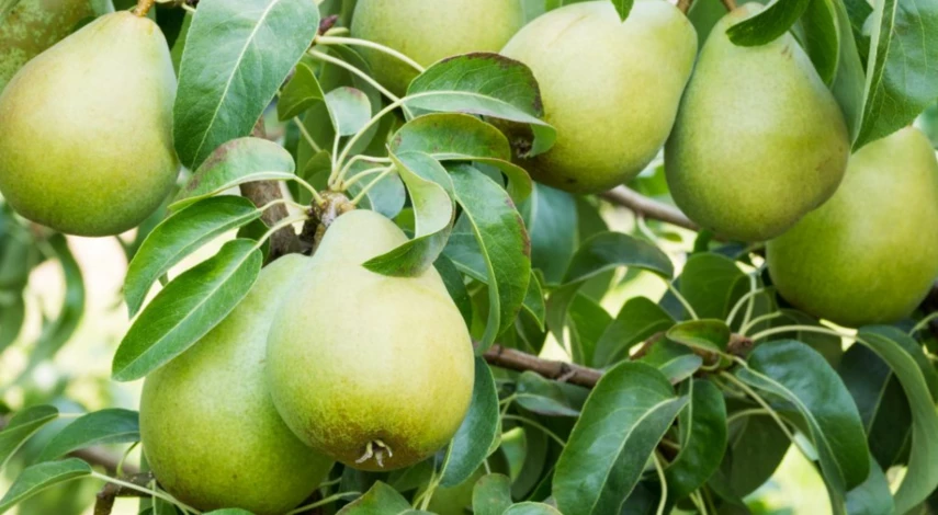 Грушевые ветви