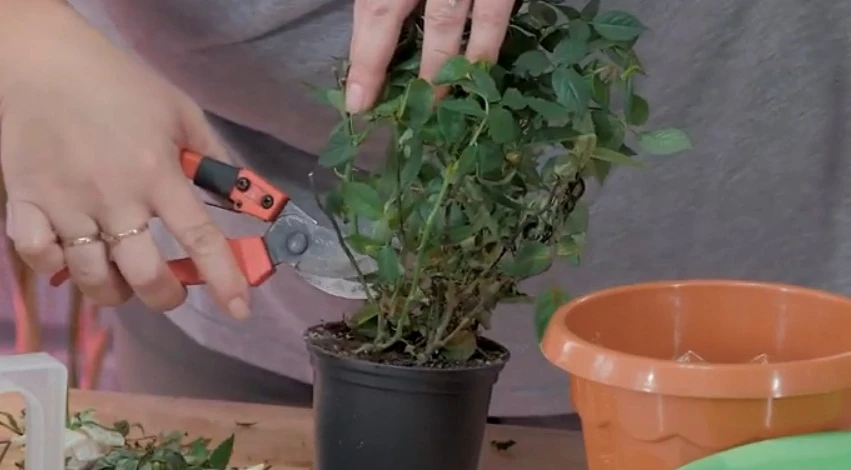 Уход за домашней розой после покупки