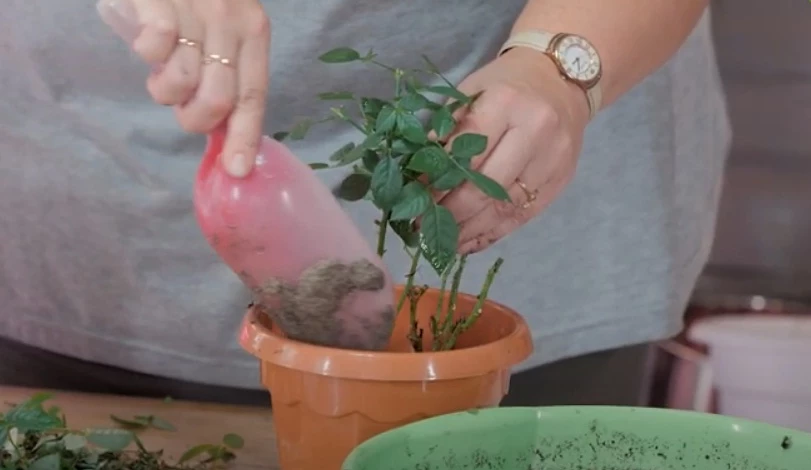 Как пересадить розу из магазина