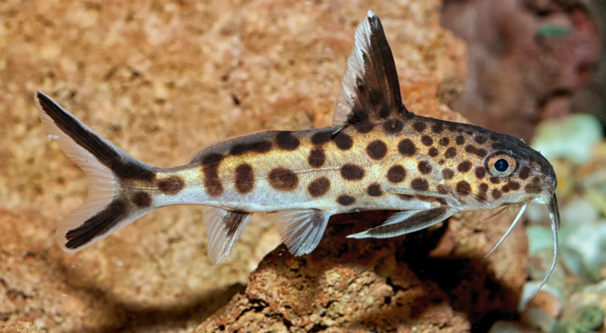 Как выбрать аквариумных рыбок