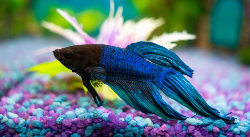 Неприхотливые рыбки для аквариума