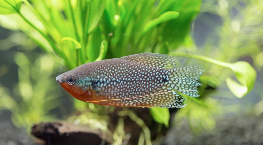Рыбка гурами