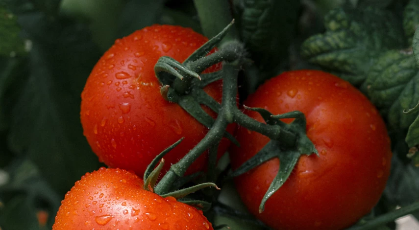 Сорт томатов надежда