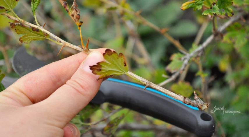 обрезка слабых ветвей крыжовника