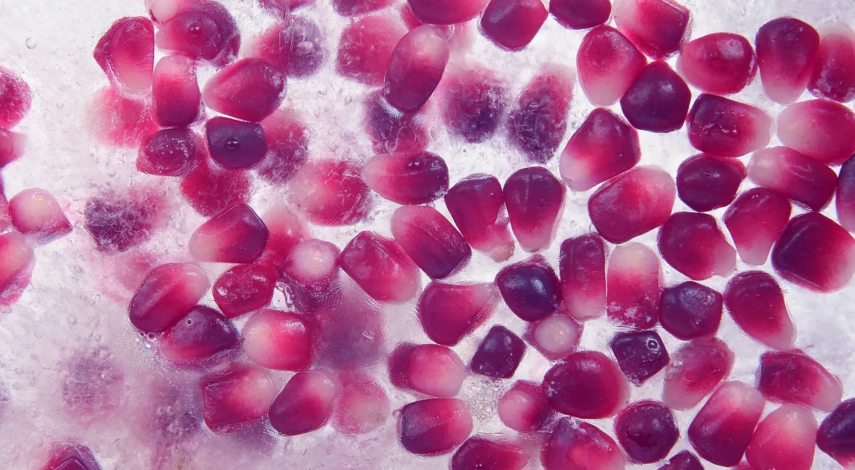 Хаморозка граната на зиму