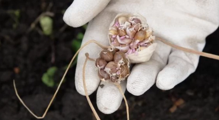 Посадка чеснока бульбочками