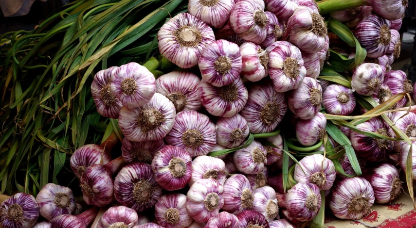 Большой урожай чеснока под зиму